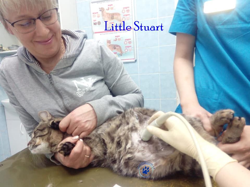 Irina/Katzen/Little Stuart/Little Staurt11mN.jpg